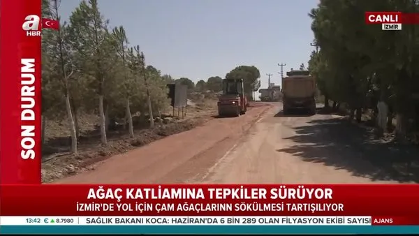 İzmir'de ağaç katliamına tepkiler sürüyor! Yolu genişletmek için çam ağaçlarını söktüler | Video