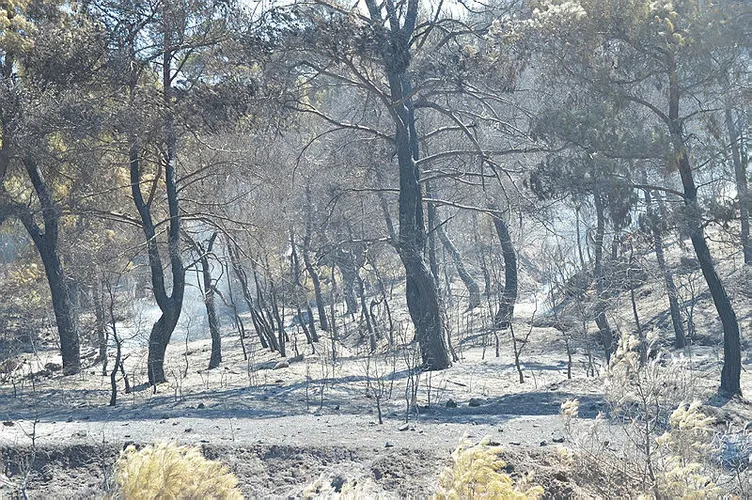 Son dakika: Haberler peş peşe geldi! 7 ilde yangın çıktı! Müdahale sürüyor...
