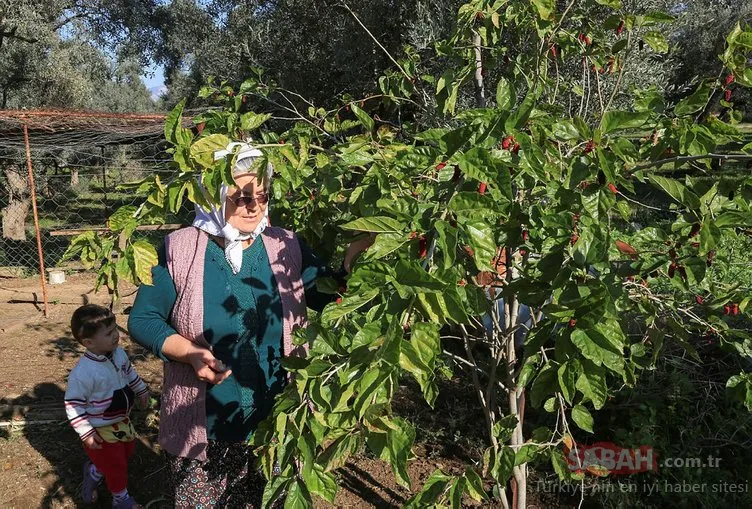 Muğla’da karadut ağacı aralık ayında meyve verdi