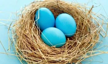 Mavi yumurta tam bir mucize!