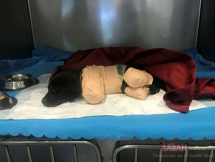 MHP lideri Devlet Bahçeli'den 'bacakları kesilerek öldürülen yavru köpek' açıklaması!