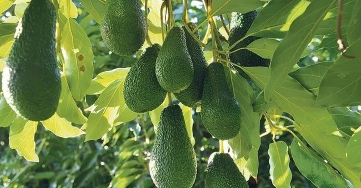diyette avokado ne kadar tuketilmeli zayiflamak icin avokado nasil yenir yag yakar mi saglik haberleri