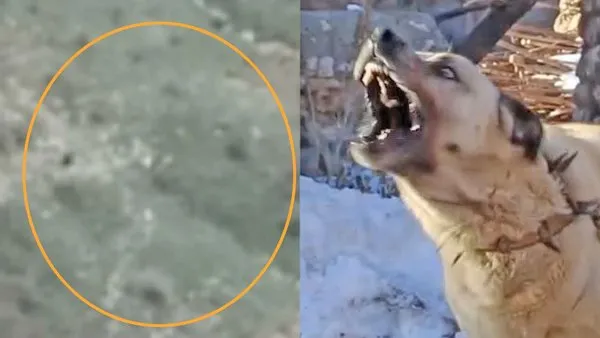 Son Dakika: Sivas'ta sürüye saldıran ayıya kangal köpeklerinin müdahalesi kamerada | Video