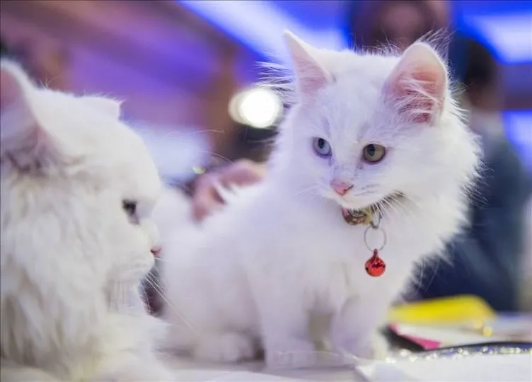 4. Ankara Kedisi Güzellik Yarışması