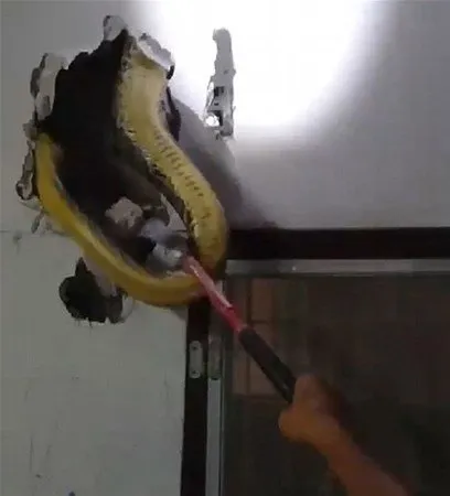 Davetsiz misafirler