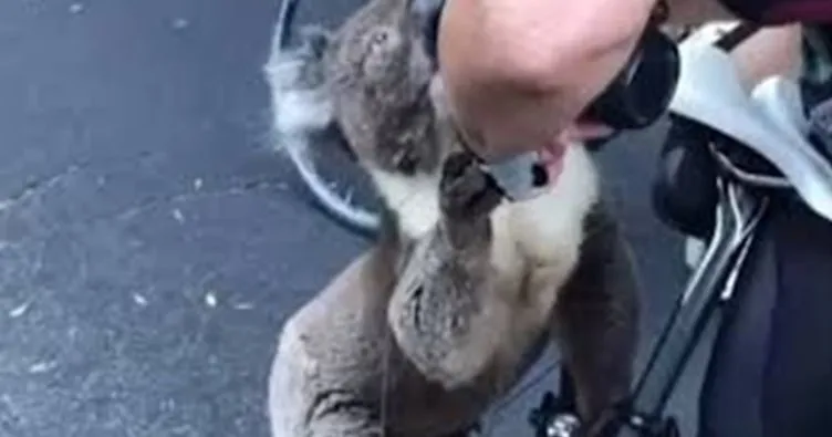 Avustralya’da yangından kurtulan koala su içerken boğularak öldü