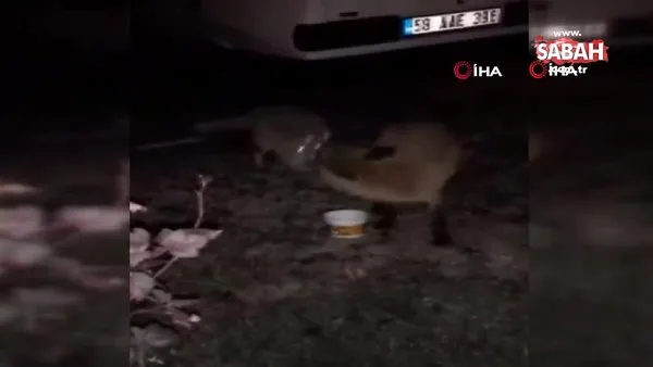 Sivas'ta polis memurları yiyecek arayan tilkileri elleriyle böyle besledi | Video
