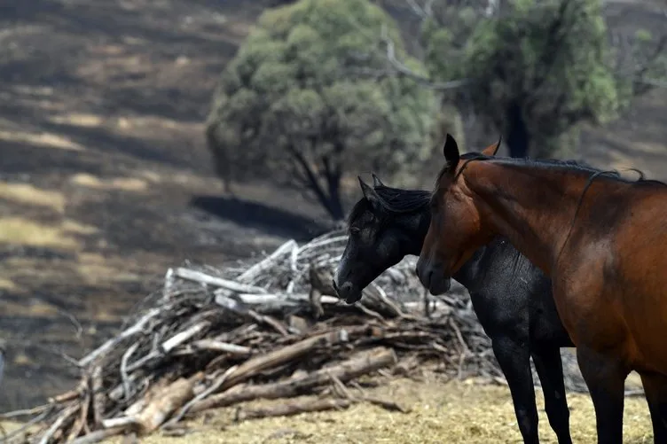 Avustralya’dan yangınla mücadelede korkunç karar! Avustralya’da deve katliamı...