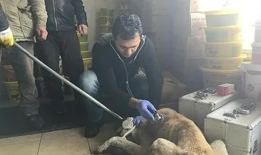 Ardahan Belediyesi sokak hayvanlarına sahip çıkıyor