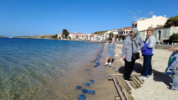 İzmir plajlarında inanılmaz görüntü! Yüzlercesi kıyıya vurdu: İstila!