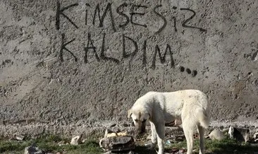 Afet bölgesindeki sokak hayvanlarına tırla mama! #kahramanmaras
