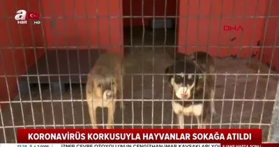 Evcil hayvanlar corona virüs korkusuyla sokağa atıldı! | Video