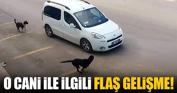 Antalya’da köpeği ezen araç sürücüsünün ehliyetine el konuldu