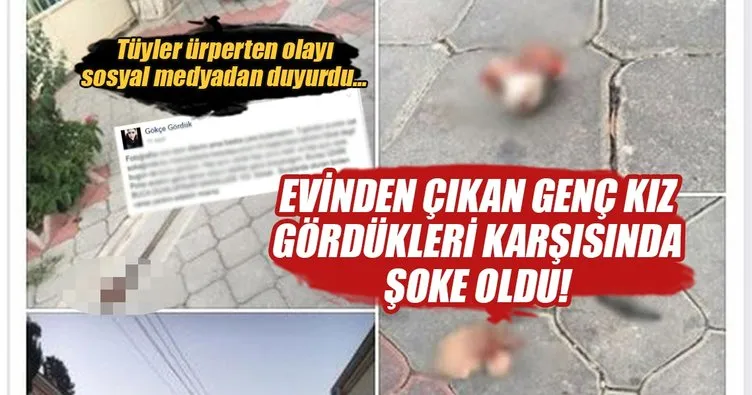 İzmir’de kedi katliamı! Hayvansever genç kız sosyal medyadan duyurdu...