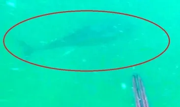 En son 50 yıl önce görülmüştü!