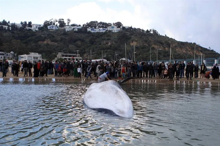 6 tonluk balina ağlara takıldı