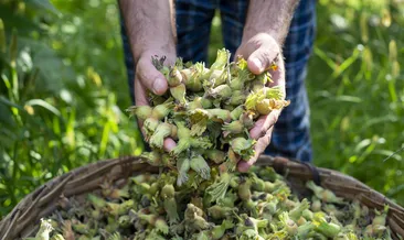 Yıllardır çerez sandık,meğer ilaçmış! İbn-i Sina'nın reçetesindeki o mucize besin! #giresun