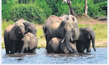 Botsvana fil avı yasağını kaldırdı!