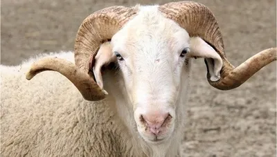 kurban kesilir mi kurban ne zamana