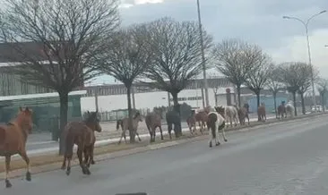 Yılkı atları şehre indi