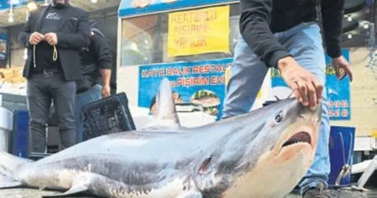 200 kilogramlık köpek balığı ile fotoğraf yarışı