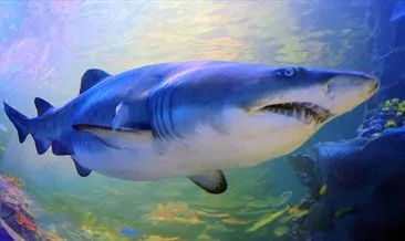 Denizlerin en tehlikeli yırtıcısı köpek balıklarının nesli tükenme tehdidi altında