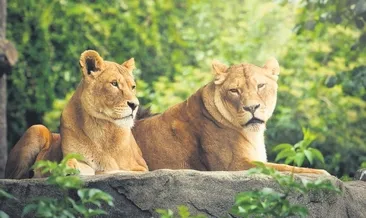 Hayvanseverleri ürperten teklif