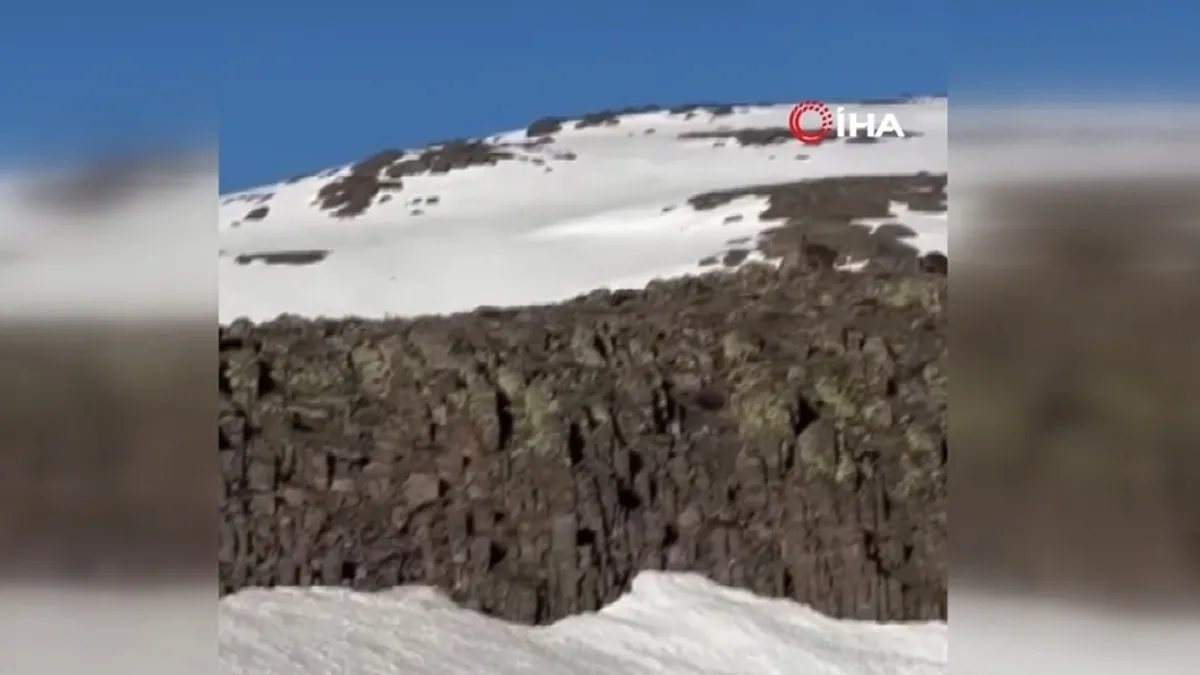 Malatya’da ayı ve yavrusu görüntülendi