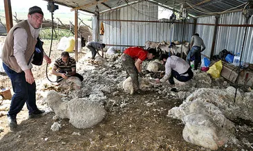 Koyunları kırpma zamanı
