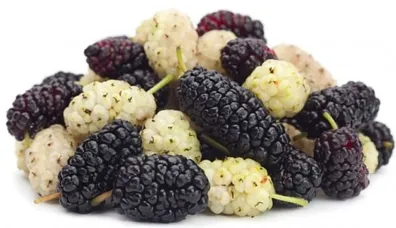 Sadece bir avuç dutla...