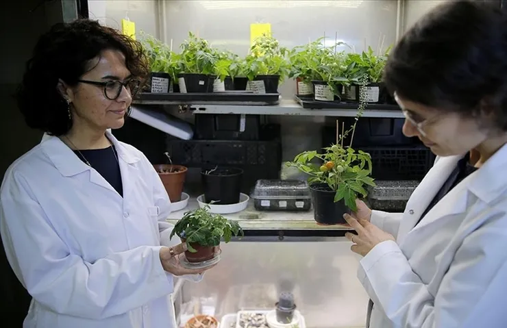 Ay ve Mars toprağında domates başarısı!