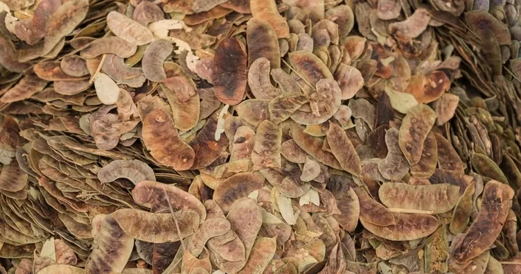 Açlık otu tüketenler dikkat