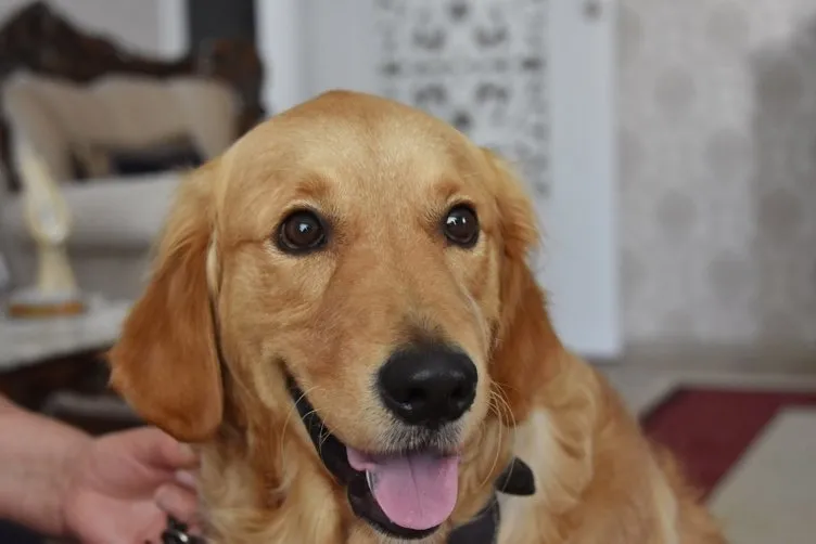 4 yıldır evinde besleği köpeği, mahkeme kararıyla tahliye edilecek