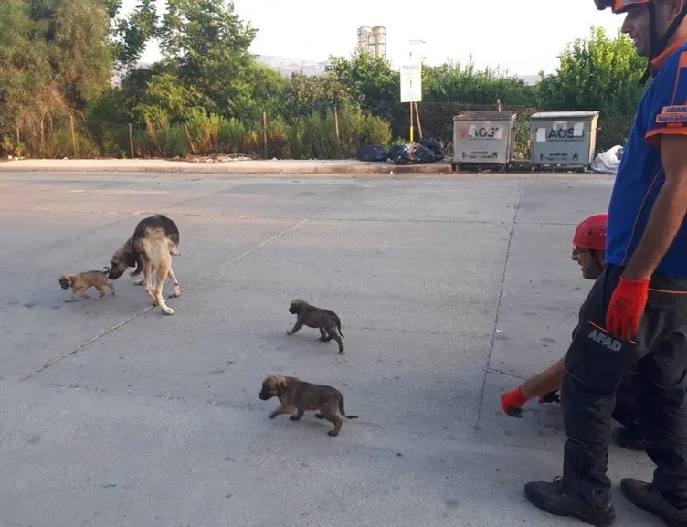 Adana�da rögardan düşen köpek yavruları kurtarıldı Son Dakika Yasam