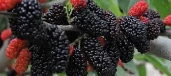 Tam bir şifa kaynağı Karadut'un faydaları saymakla bitmiyor