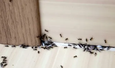 Öldürmeden karıncalardan nasıl kurtuluruz?