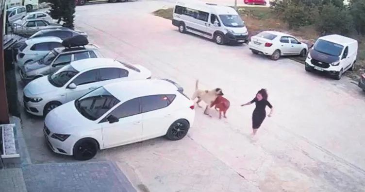 Başıboş köpekler dehşeti yaşattı