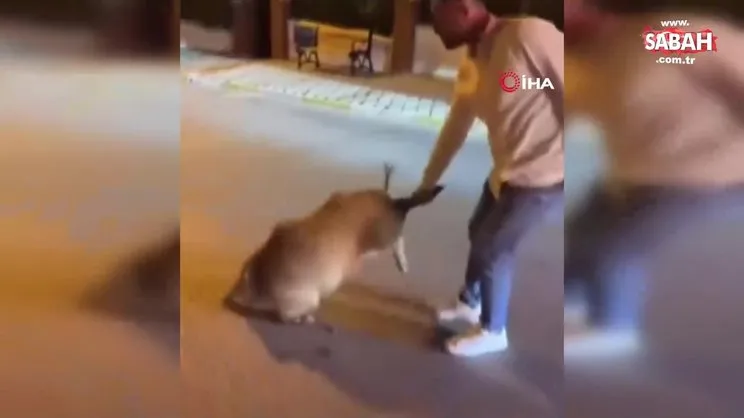 Kuşadası'nda domuzu arka ayaklarından yakalayıp eğlenen vatandaş kamerada