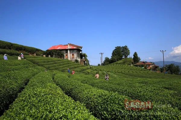 Yer: Rize! Herkes orada fotoğraf çektiriyor