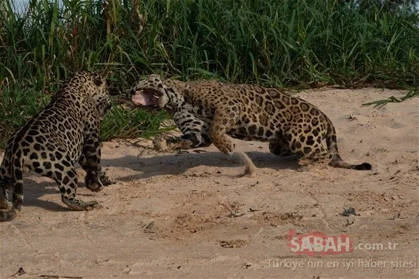 Jaguarların savaşı böyle görüntülendi!