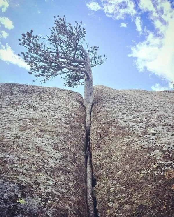 Zorluklara karşı koyan ağaçlar.