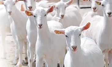 Şimdi de Keçibank vurgunu patladı