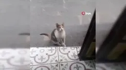 Artvin’de acıkınca esnaftan yiyecek isteyen kedi kamerada