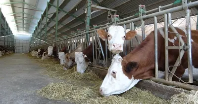 Bu iş için öğretmenlikten vazgeçti! Paraya para demiyor: Günde 300 litre üretim!