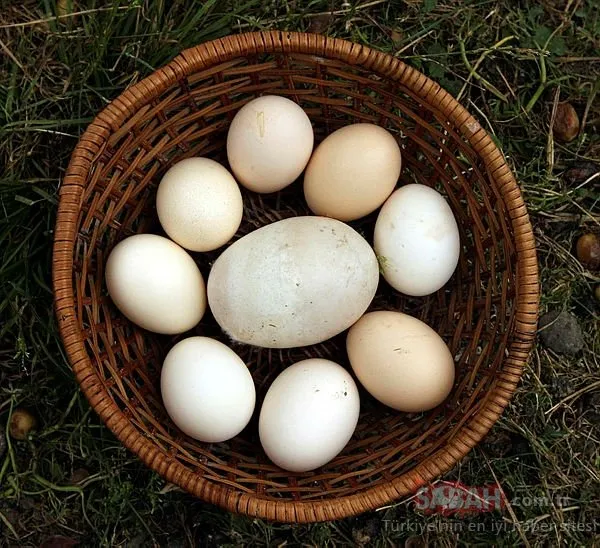 Yumurta kabuğu bakın hangi hastalığa iyi geliyor