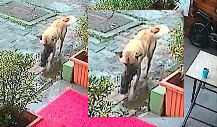 SON DAKİKA... Sokak köpeği yavrusunu veterinere getirdi: O anları güvenlik kamerası kaydetti!