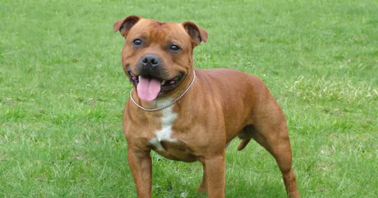 Takım elbiseli köpek istismarcısı tutuklandı