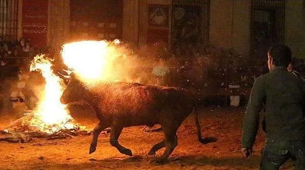 Boğaları canlı canlı yakıp eğleniyorlar