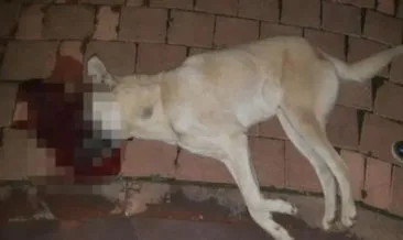 Adana’da sokak köpeklerine tüfekli saldırı