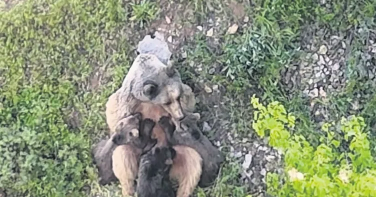 Yavrularını emziren anne ayı gülümsetti